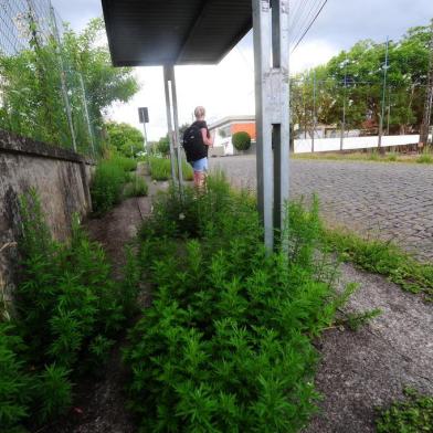  CAXIAS DO SUL, RS, BRASIL, 04/02/2020. A Companhia de Desenvolvimento de Caxias do Sul (Codeca) vai iniciar amanhã (05/02), uma ação para agilizar a roçada e a capina em 10 bairros e loteamentos de Caxias do Sul. Denominada Operação Rua Limpa, a força-tarefa tem 120 funcionários que vão remover o excesso de vegetação em ruas, avenidas e canteiros. Segundo a empresa, o mato alto prejudica motoristas e pedestres. Na foto, Rua Luiza Ronca, ao lado da sede da AABB, bairro Cinquentenário. (Porthus Junior/Agência RBS)