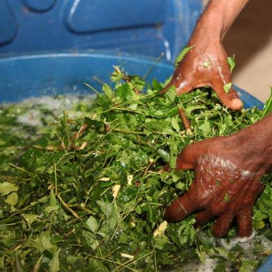 Infusão de neem é utilizada para combater carrapatos no gado<!-- NICAID(14409322) -->