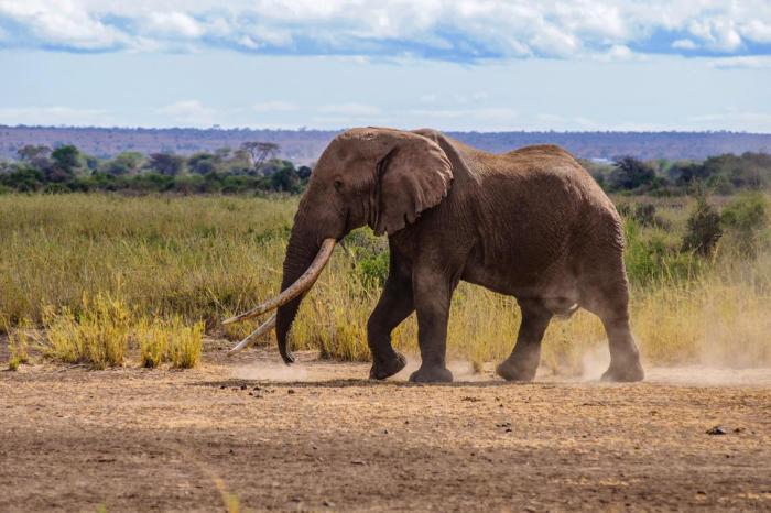 PAUL OBUNA / WildlifeDirect