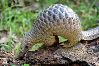  A baby Sunda pangolin nicknamed 'Sandshrew' feeds on termites in the woods at Singapore Zoo on June 30, 2017. - Sandshrew was brought to the Wildlife Health and Research Centre on January 16, reportedly found stranded in the Upper Thomson area by a member of the public. Sunda pangolins are listed as critically endangered by the International Union for Conservation of Nature (IUCN). (Photo by ROSLAN RAHMAN / AFP)Editoria: HUMLocal: SingaporeIndexador: ROSLAN RAHMANSecao: animalFonte: AFPFotógrafo: STF<!-- NICAID(14411772) -->