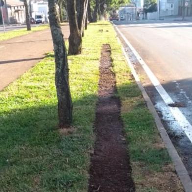 PASSO FUNDO, RS, BRASIL - 11/02/2020: Grama é furtada do canteiro central da Avenida Brasil, em Passo Fundo. <!-- NICAID(14416617) -->