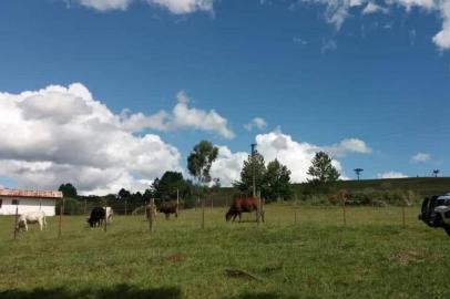 Nove cabeças de gado são apreendidas em área de bacia de captação de Caxias do Sul