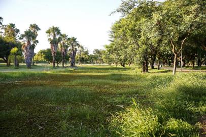  PORTO ALEGRE, RS, BRASIL, 13-02-2020: Lago do Parque Marinha do Brasil está repleto de vegetação em sua superfície (FOTO FÉLIX ZUCCO/AGÊNCIA RBS, Editoria de Porto Alegre).<!-- NICAID(14418835) -->