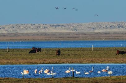  TAVARES, RS, BRASIL, 17-07-2019: Imagens do Parque Nacional Lagoa do Peixe, na cidade de Tavares (FOTO MARCO FAVERO, AGENCIA RBS, Editoria SuaVida).<!-- NICAID(14170834) -->