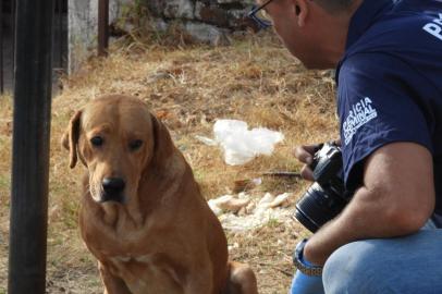  Após morte de dono, cachorro permanece ao lado do corpo em Santana do LivramentoUm cachorro, de cor caramelo, permaneceu ao lado do dono após ele ser assassinado em Santana do Livramento, na última quarta-feira (12). O cão Scooby também tentou perseguir o autor do crime e ajudar seu tutor. Em imagens feitas durante o trabalho da polícia e da perícia, o animal de estimação é visto parado ao lado do corpo.<!-- NICAID(14420042) -->