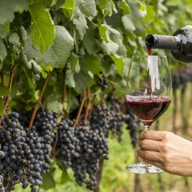 Setor vinícola , uva e vinho, vinhos na Expointer