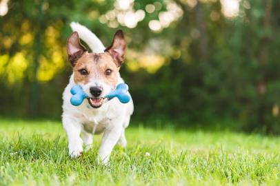  PORTO ALEGRE, RS, BRASIL,02/08/2018- Jack Russell Terrier, cachorro, dog, cão.Foto: alexei_tm/stock.adobe.comLocal: MoscowIndexador: Alexei MaximenkoFonte: 292310700