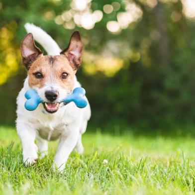  PORTO ALEGRE, RS, BRASIL,02/08/2018- Jack Russell Terrier, cachorro, dog, cão.Foto: alexei_tm/stock.adobe.comLocal: MoscowIndexador: Alexei MaximenkoFonte: 292310700