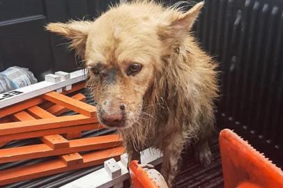 Porto Alegre, RS - 19/02/2020: Agentes da EPTC regastam cachorro no Arroio Diluvio. Foto: EPTC/PMPA<!-- NICAID(14424600) -->