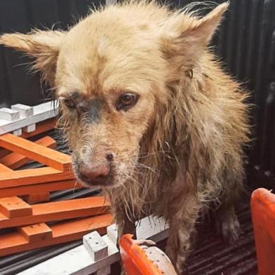 Porto Alegre, RS - 19/02/2020: Agentes da EPTC regastam cachorro no Arroio Diluvio. Foto: EPTC/PMPA<!-- NICAID(14424600) -->