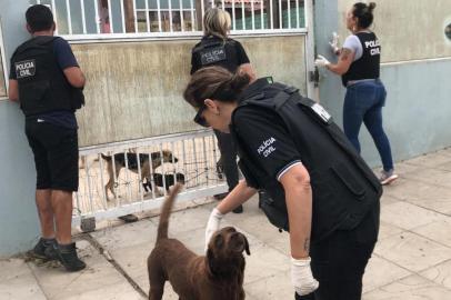 Operçaão da Polícia Civil combate maus tratos a cães em Imbé.<!-- NICAID(14427304) -->