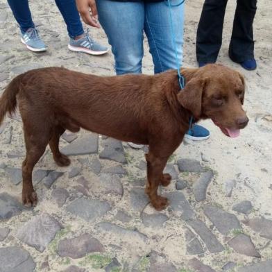  Polícia encontra cães congelados em freezer e resgata animais em situação de maus-tratos em Imbé<!-- NICAID(14428057) -->