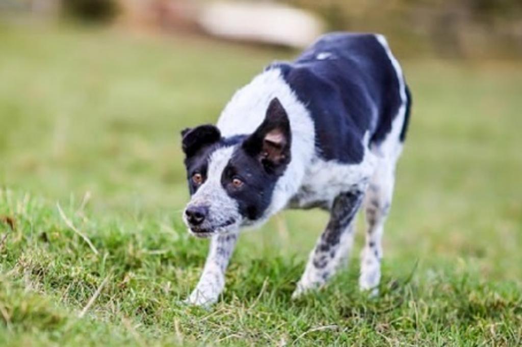 Border collie mais caro do mundo é vendido por R$ 107 mil - Época Negócios