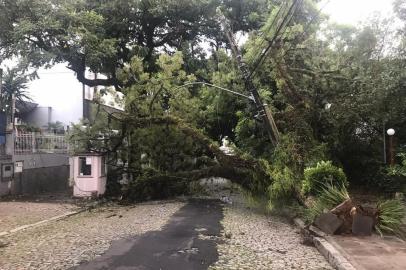 Árvore cai e bloqueia rua no bairro Petrópolis<!-- NICAID(14431726) -->