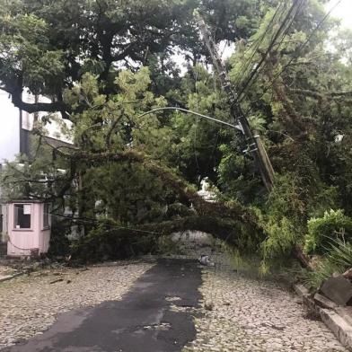 Árvore cai e bloqueia rua no bairro Petrópolis<!-- NICAID(14431726) -->