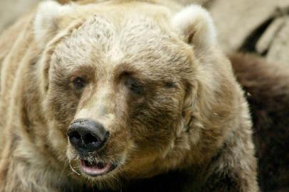 Cynthia, a urso Kodiak, cuida de seu café da manhã no zoológico Taronga, em Sydney, na Austrália.#PÁGINA:02Kodiak bear Cynthia keeps guard over her breakfast treat in SydneyCelebrating her 28th birthday, Kodiak bear Cynthia keeps guard over her breakfast treat, a large salmon, at the Taronga Zoo in Sydney, January 17, 2005. Born in Colorado Springs in 1977, Cynthia is one of only three kodiak bears on display in Australia.         REUTERS/Will Burgess Fonte: REUTERS Fotógrafo: Will Burgess<!-- NICAID(1643059) -->