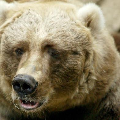 Cynthia, a urso Kodiak, cuida de seu café da manhã no zoológico Taronga, em Sydney, na Austrália.#PÁGINA:02Kodiak bear Cynthia keeps guard over her breakfast treat in SydneyCelebrating her 28th birthday, Kodiak bear Cynthia keeps guard over her breakfast treat, a large salmon, at the Taronga Zoo in Sydney, January 17, 2005. Born in Colorado Springs in 1977, Cynthia is one of only three kodiak bears on display in Australia.         REUTERS/Will Burgess Fonte: REUTERS Fotógrafo: Will Burgess<!-- NICAID(1643059) -->