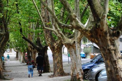  CAXIAS DO SUL, RS, BRASIL, 24/02/2020. Galhos de plátanos junto ao Parque Getúlio Vergas (Parque dos Macaquinhos), em Caxias, serão cortados devido à erva-de-passarinho. Secretaria do Meio Ambiente já identificou necessidade em algumas árvores, mas inspeção detalhada deve ocorrer após a queda das folhas. (Porthus Junior/Agência RBS)<!-- NICAID(14430201) -->