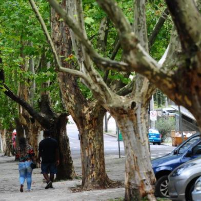  CAXIAS DO SUL, RS, BRASIL, 24/02/2020. Galhos de plátanos junto ao Parque Getúlio Vergas (Parque dos Macaquinhos), em Caxias, serão cortados devido à erva-de-passarinho. Secretaria do Meio Ambiente já identificou necessidade em algumas árvores, mas inspeção detalhada deve ocorrer após a queda das folhas. (Porthus Junior/Agência RBS)<!-- NICAID(14430201) -->