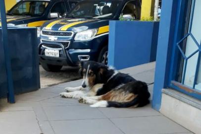 Uma cadela com a pata amputada aguarda por adoção na unidade da Polícia Rodoviária Federal (PRF) em Vacaria. O animal foi recolhido no dia 22 de fevereiro pelos agentes que estavam trabalhando. <!-- NICAID(14436992) -->