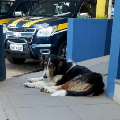 Uma cadela com a pata amputada aguarda por adoção na unidade da Polícia Rodoviária Federal (PRF) em Vacaria. O animal foi recolhido no dia 22 de fevereiro pelos agentes que estavam trabalhando. <!-- NICAID(14436992) -->