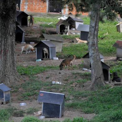  CAXIAS DO SUL, RS, BRASIL, 03/03/2020 Vencedora da licitação para construção do Centro de Bem-Estar Animal foi homologada, mas contrato ainda não foi assinado para dar início à obra.(Lucas Amorelli/Agência RBS)<!-- NICAID(14438385) -->