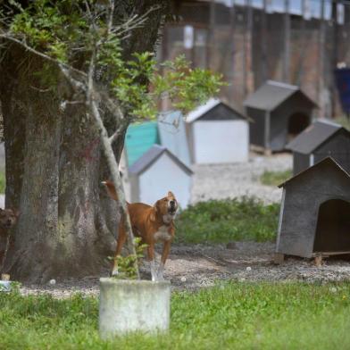  CAXIAS DO SUL, RS, BRASIL, 03/03/2020 Vencedora da licitação para construção do Centro de Bem-Estar Animal foi homologada, mas contrato ainda não foi assinado para dar início à obra.(Lucas Amorelli/Agência RBS)<!-- NICAID(14438373) -->