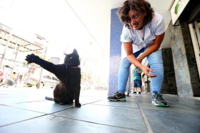  PORTO ALEGRE, RS, BRASIL, 10/03/2020-O Gato Negão, espécie de animal comunitário do Bairro Menino Deus está de aniversário, completando 21 anos.(FOTOGRAFO: LAURO ALVES / AGENCIA RBS)<!-- NICAID(14446235) -->