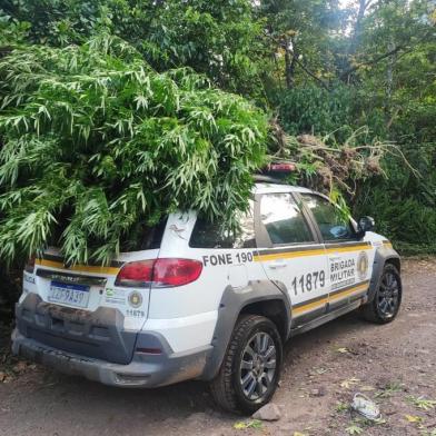 Polícia apreende mais de 100 pés de maconha e prende um homem em Maquiné<!-- NICAID(14446992) -->