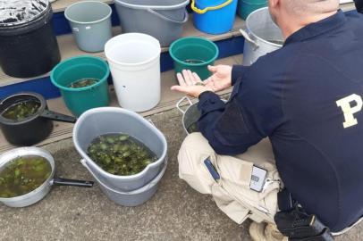 Polícia Rodoviária Federal (PRF) apreende cerca de 1,8 mil filhotes de tartaruga na BR-101, em Torres, litoral norte do RS.<!-- NICAID(14454212) -->