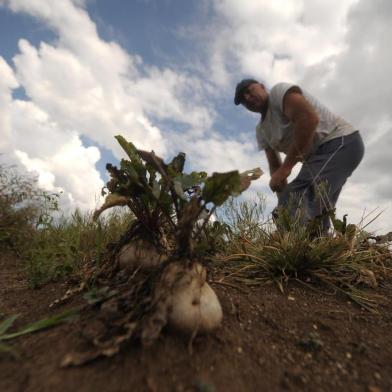  CAXIAS DO SUL, RS, BRASIL, 31/03/2020O sr. Agostinho, agricultor no distrito de Vila Oliva, teve suas plantações de tomate, beterraba e cenoura afetadas pela falta de chuva. (Lucas Amorelli/Agência RBS)<!-- NICAID(14465550) -->