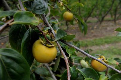  CAXIAS DO SUL, RS, BRASIL, 08/04/2019A família Buffon, começa a colheita do caqui em sua propriedade que cultiva tb uva e pêssego no distrito de Vila Seca. Caxias tem maior área cultivada no Estado e é o município maior produtor. Área cultivada está crescente.Luciano Buffon - filhoIdalina Bogo Buffon, 66 mãeLuís Buffon, 71 pai(Lucas Amorelli/Agência RBS)<!-- NICAID(14030020) -->