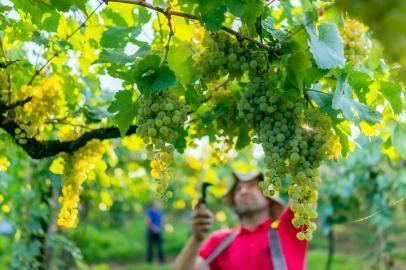 Cooperativa Vinícola Garibaldi registra safra histórica em 2020<!-- NICAID(14468975) -->