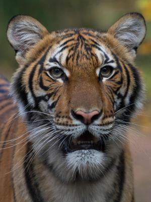 JULIE LARSEN MAHER / Wildlife Conservation Society / AFP