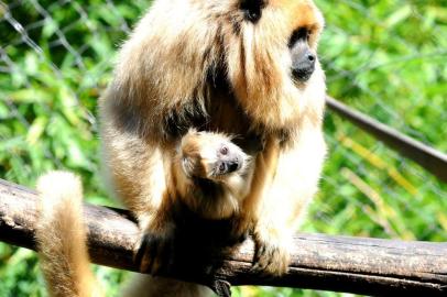 O Gramadozoo registrou nesta terça-feira (7) o nascimento do seu mais novo integrante: um bugio-preto. O animalzinho nasceu em 20 de março ¿ mesma data em que o zoo suspendeu as visitações em razão do coronavírus ¿, mas, por viver agarrado ao corpo da mãe, era difícil de ser fotografado.<!-- NICAID(14471313) -->