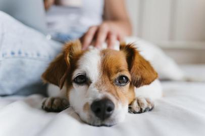  uma jovem caucasiana na cama a trabalhar no portátil. Cão pequeno bonito mentir além disso. Amor por animais e conceito de tecnologia. Estilo de vida dentro de casaFonte: 282330794<!-- NICAID(14327105) -->