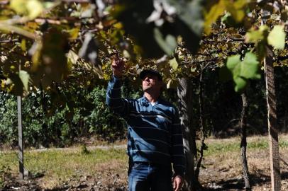  CAXIAS DO SUL, RS, BRASIL (15/04/2020)CIC divulgou pesquisa sobre queda na produção e vendas no agronegócio na Serra. A queda no setor chega a 44%. O estudo também informa que provavelmente os produtores de uva não vão receber os valores das cantinas, porque as vendas vão emperrar. Na foto, produção de caqui e parreiral de Adriano Bogo, na linha São Gotardo, distrito de Vila Seca. (Antonio Valiente/Agência RBS)<!-- NICAID(14477679) -->