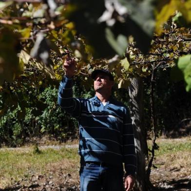  CAXIAS DO SUL, RS, BRASIL (15/04/2020)CIC divulgou pesquisa sobre queda na produção e vendas no agronegócio na Serra. A queda no setor chega a 44%. O estudo também informa que provavelmente os produtores de uva não vão receber os valores das cantinas, porque as vendas vão emperrar. Na foto, produção de caqui e parreiral de Adriano Bogo, na linha São Gotardo, distrito de Vila Seca. (Antonio Valiente/Agência RBS)<!-- NICAID(14477679) -->