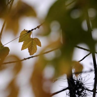  CAXIAS DO SUL, RS, BRASIL (21/05/2019)Chuva e temperaturas baixas em Caxias do Sul. (Antonio Valiente/Agência RBS)<!-- NICAID(14087488) -->