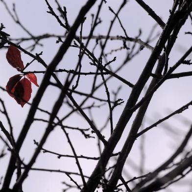  CAXIAS DO SUL, RS, BRASIL, 11/05/2019 - Fotos de clima. (Marcelo Casagrande/Agência RBS)<!-- NICAID(14074810) -->