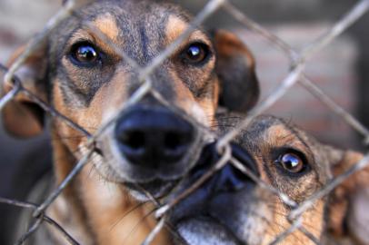  CAXIAS DO SUL, RS, BRASIL, 28/04/2020 - Em alguns lugares, durante período de distanciamento social, houve aumento de adoção de animais. O canil municipal cuida de mais de 700 animais que estão para adoção. (Marcelo Casagrande/Agência RBS)<!-- NICAID(14487669) -->