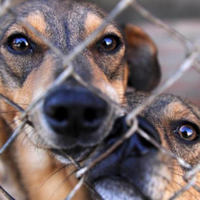  CAXIAS DO SUL, RS, BRASIL, 28/04/2020 - Em alguns lugares, durante período de distanciamento social, houve aumento de adoção de animais. O canil municipal cuida de mais de 700 animais que estão para adoção. (Marcelo Casagrande/Agência RBS)<!-- NICAID(14487669) -->