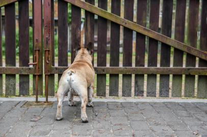 dog is at the fencePORTO ALEGRE, RS, BRASIL, 27/04/2020- Cachorro na cerca, cachorro espiando. Foto: zanna_   / stock.adobe.comIndexador: Zanna HolstovaFonte: 177303419<!-- NICAID(14486754) -->