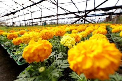  IVOTÍ-RS-BRASIL 29/07/2015- Cultivo de flores em Ivotí-RS- S Suzuki Empreendimentos Agrícolas. Estufas de produção de flores.  Satoshi Suzuki, propritário da S Suzuki .  FOTO FERNANDO GOMES/ZERO HORA.<!-- NICAID(11579276) -->