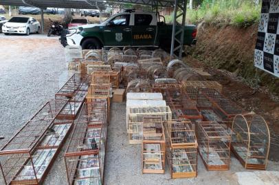 A Polícia Civil de Garibaldi apreendeu animais, armas e munição em ação em parceria com o Ibama.<!-- NICAID(14492909) -->