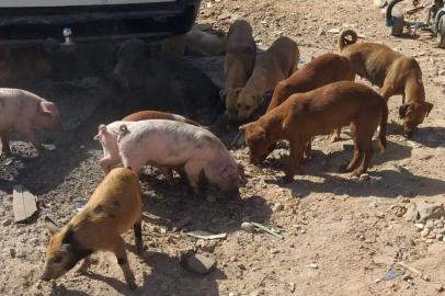 Animais abandonados na Ilha dos Marinheiros, em Porto Alegre, são alimentados por voluntários do projeto SOS Animais Ilha dos Marinheiros (fotos feitas nos dias 2 e 3 de maio de 2020).<!-- NICAID(14492762) -->