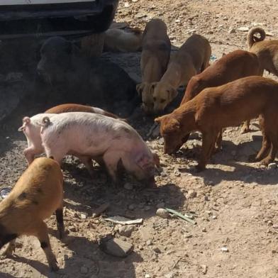 Animais abandonados na Ilha dos Marinheiros, em Porto Alegre, são alimentados por voluntários do projeto SOS Animais Ilha dos Marinheiros (fotos feitas nos dias 2 e 3 de maio de 2020).<!-- NICAID(14492762) -->