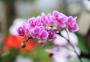 Como produtores de flores do RS se organizaram para as vendas do Dia das Mães