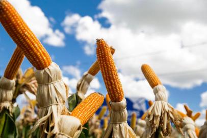  SANTA BÁRBARA DO SUL, RS, BRASIL - 03.03.2020 - Gelso Pezzini, produtor de soja e milho em Santa Bárbara do Sul. Tem irrigação na propriedade e conseguiu diminuir perdas com a estiagem. (Foto: Omar Freitas/Agencia RBS)Indexador: Omar Freitas<!-- NICAID(14438540) -->