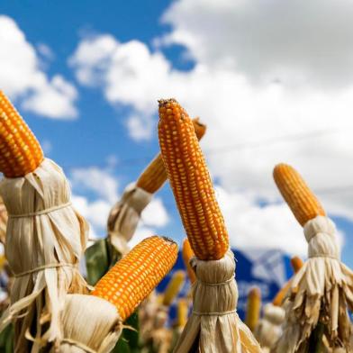  SANTA BÁRBARA DO SUL, RS, BRASIL - 03.03.2020 - Gelso Pezzini, produtor de soja e milho em Santa Bárbara do Sul. Tem irrigação na propriedade e conseguiu diminuir perdas com a estiagem. (Foto: Omar Freitas/Agencia RBS)Indexador: Omar Freitas<!-- NICAID(14438540) -->